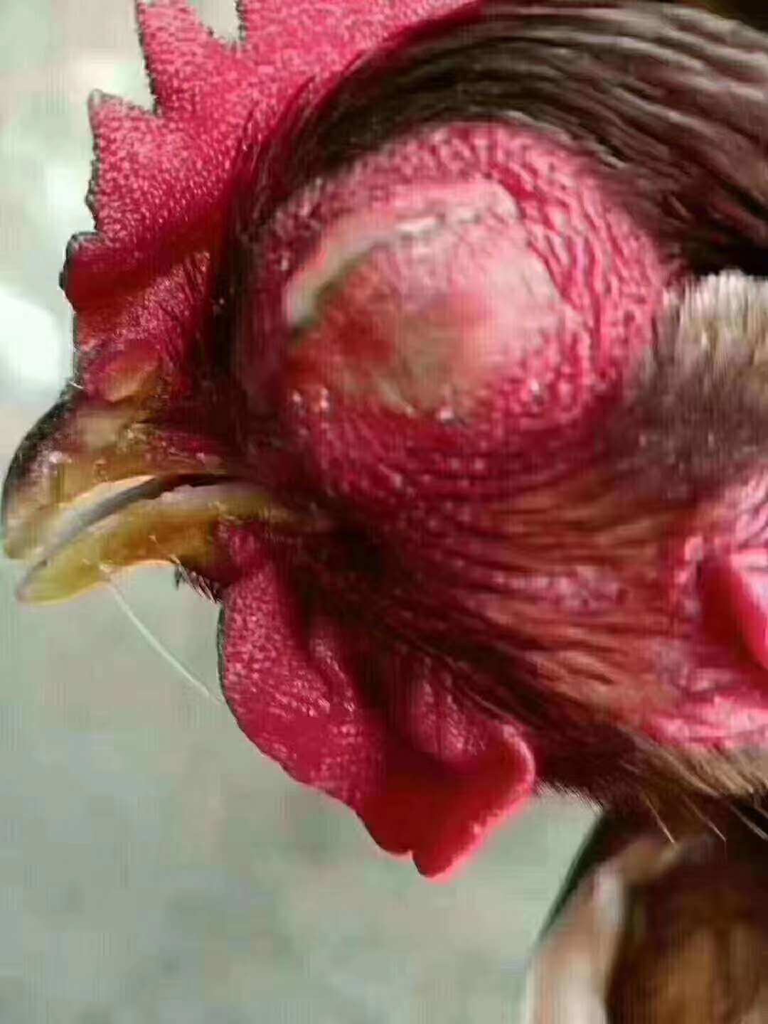 鸡子眼睛肿怎么治疗,鸡肿眼睛和张口呼吸怎么治