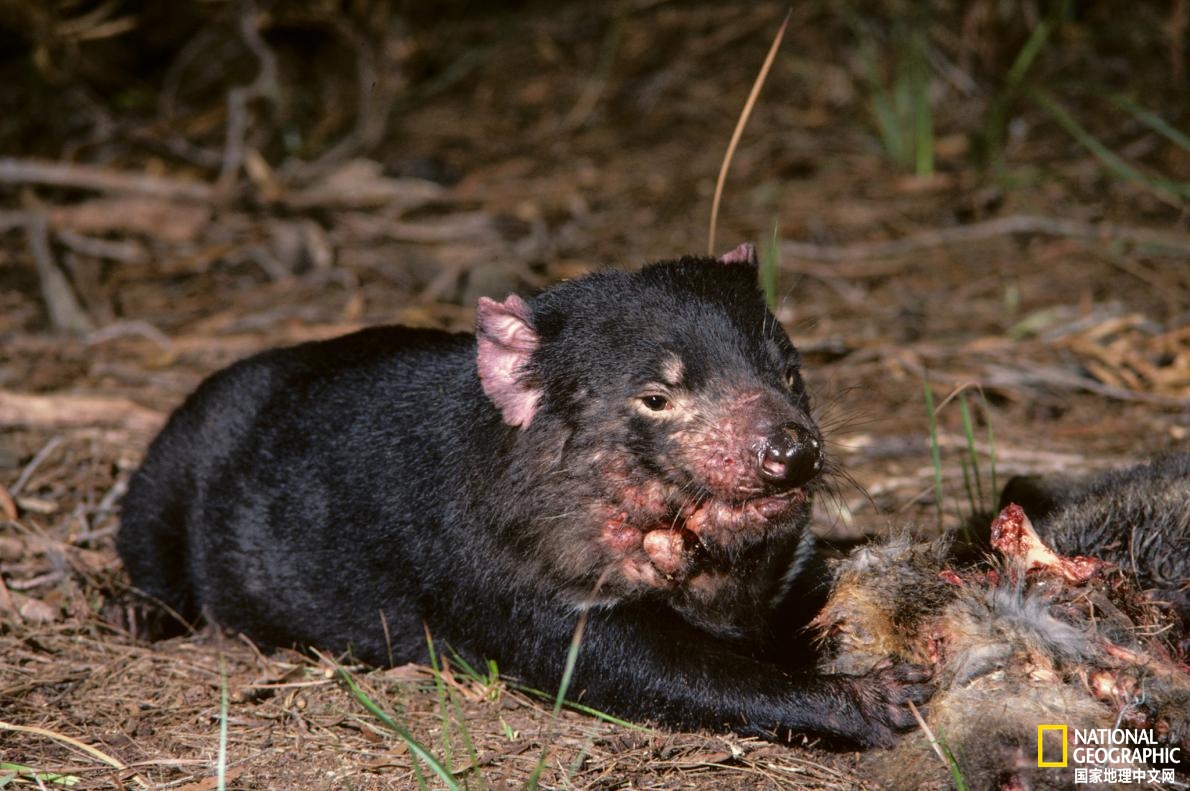 袋獾肿瘤,一线希望后面的任务是什么