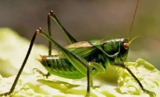 蝈蝈叫百日虫吗,蝈蝈为啥才75天就趴不动了