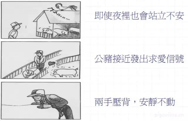 母猪不发情吃什么药,母猪为什么不生崽