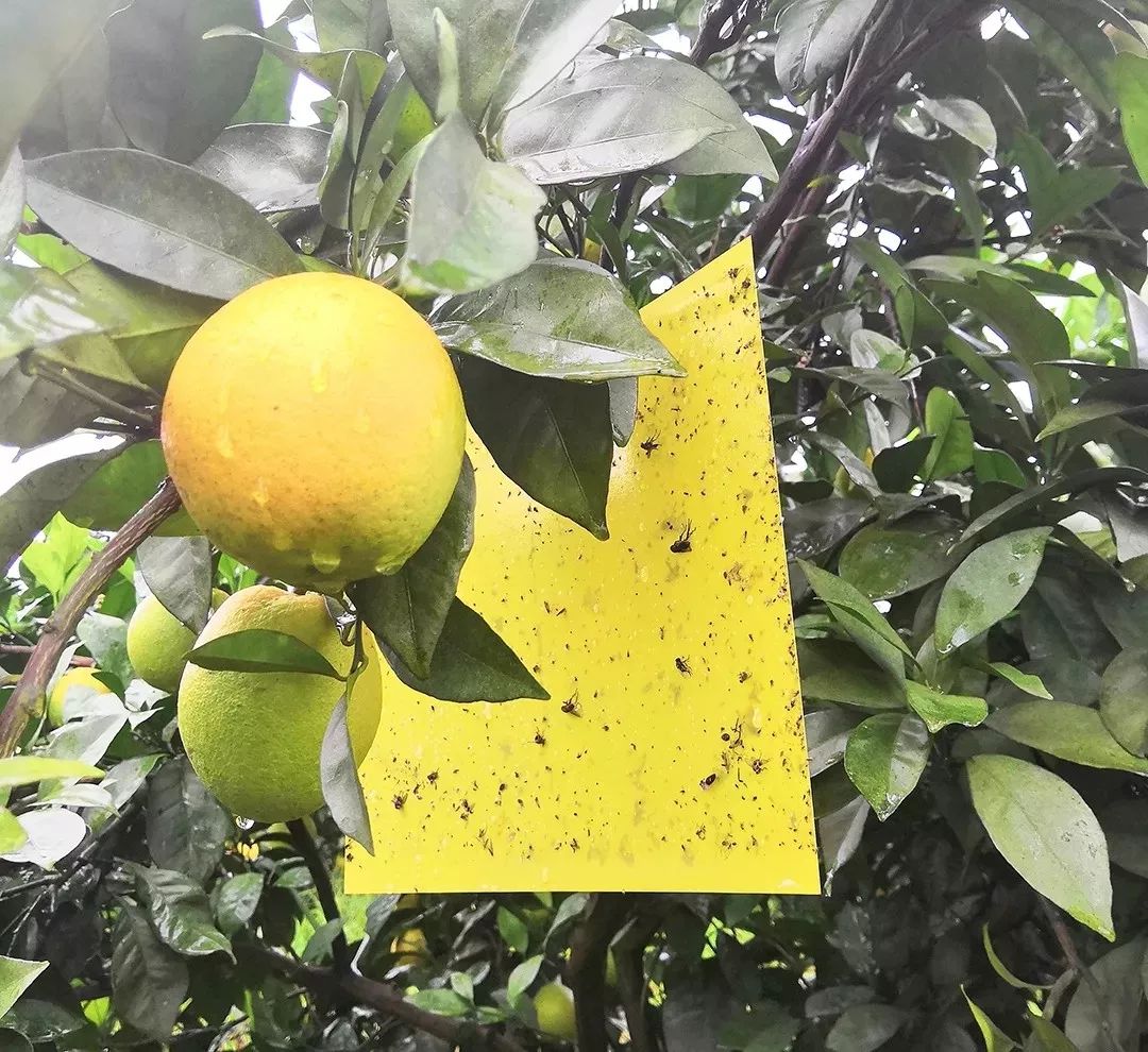 守着20000亩橙子园，他说：一年好景君需记，最是橙黄橘绿时