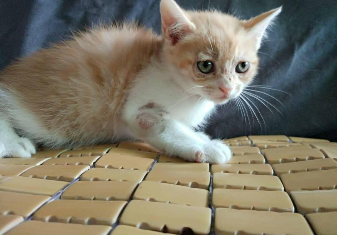 辟谣猫感染冠状病毒,辟谣猫咪谣言