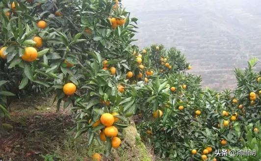 江苏旅游西山岛攻略图文,内湖洞庭西山岛