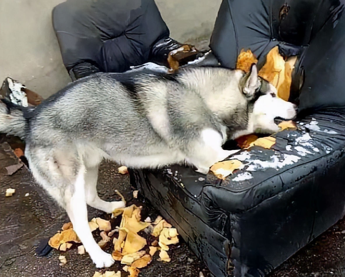 科学有效的训练狗狗,科学训狗的方法