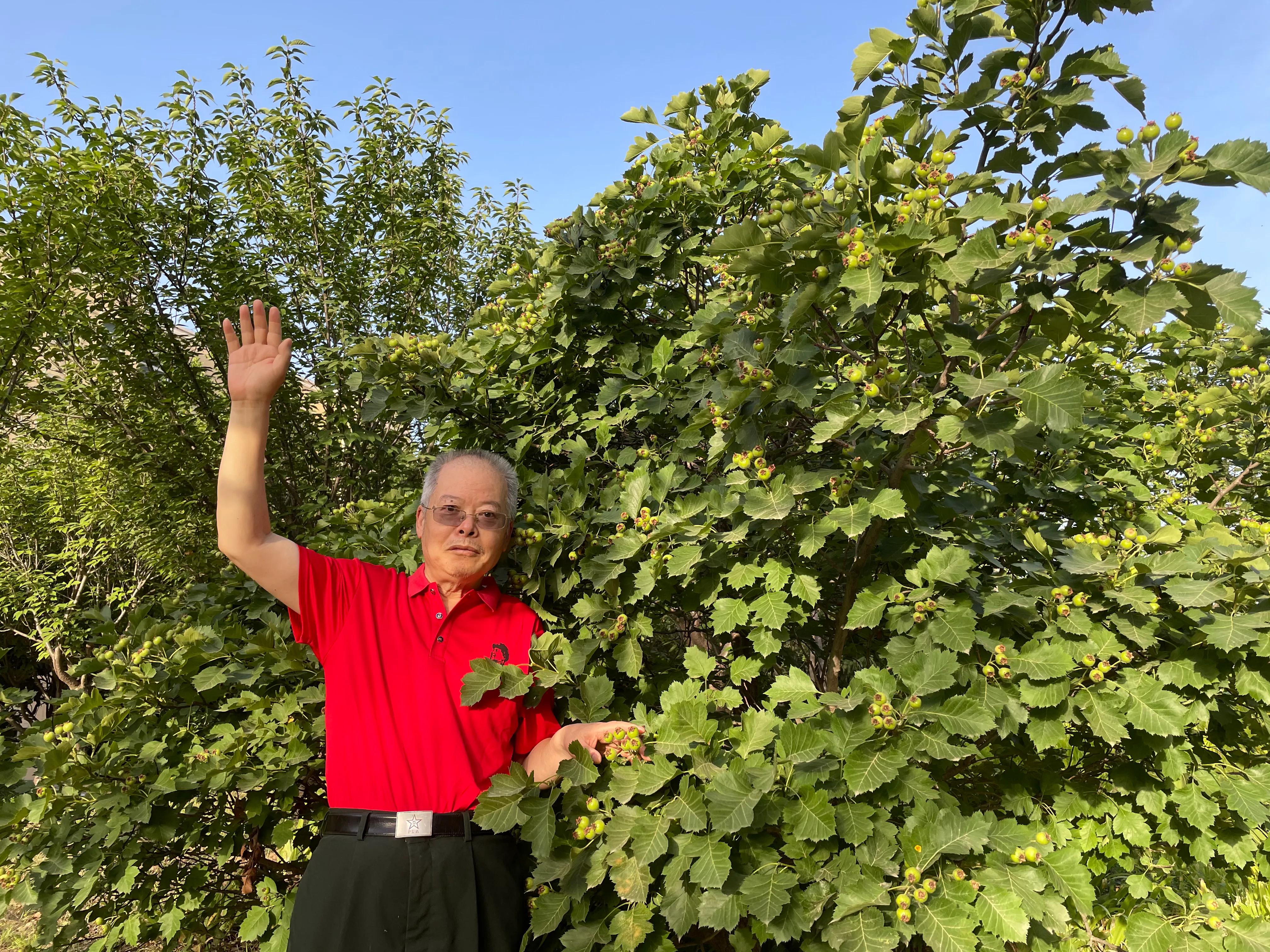 山楂的功效与作用吃法和做法,山楂的功效和作用