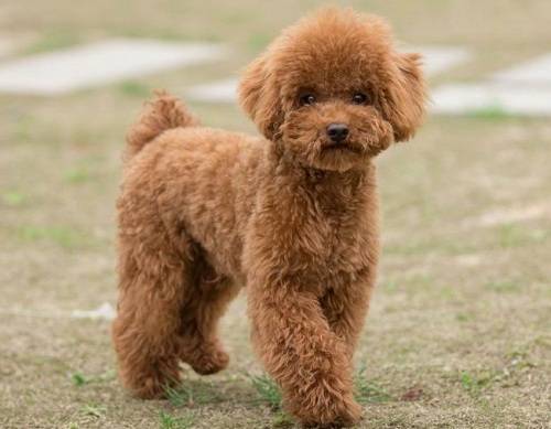 狗狗宠物知识大全集,泰迪狗狗日常应该吃哪些东西