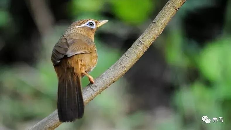 鸟拉肚子怎么治疗,鸟拉肚子喝什么