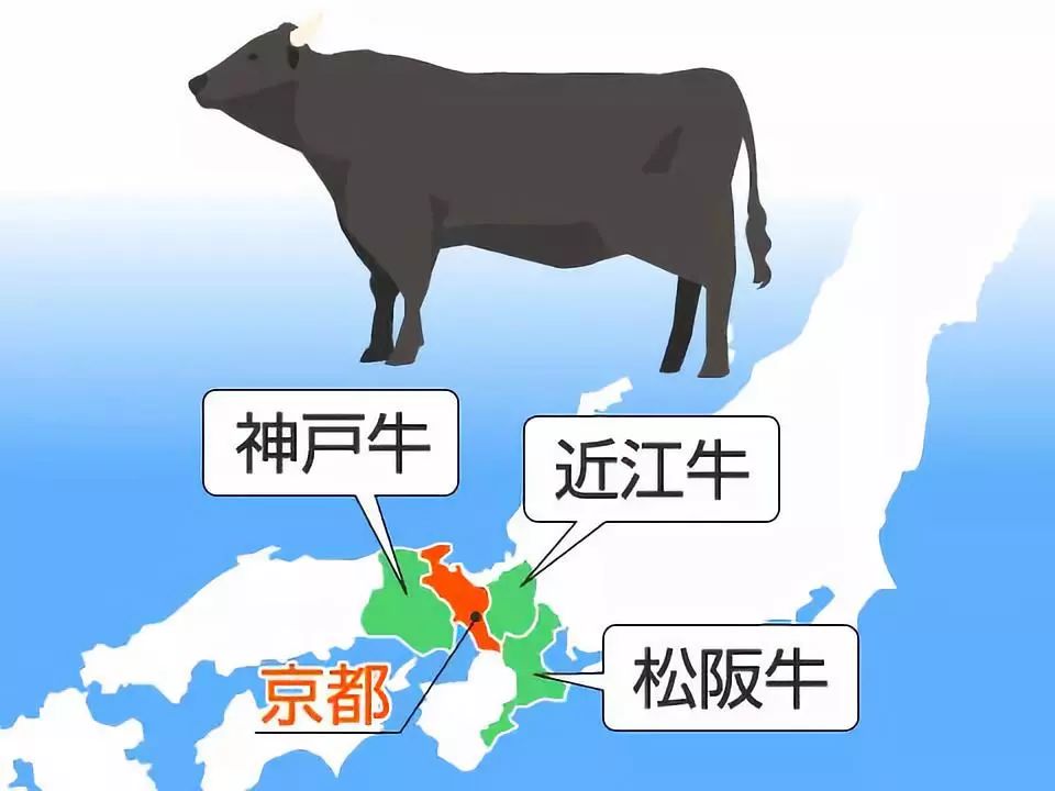 日本的牛肉为什么叫和牛,正宗日本和牛是什么样子的