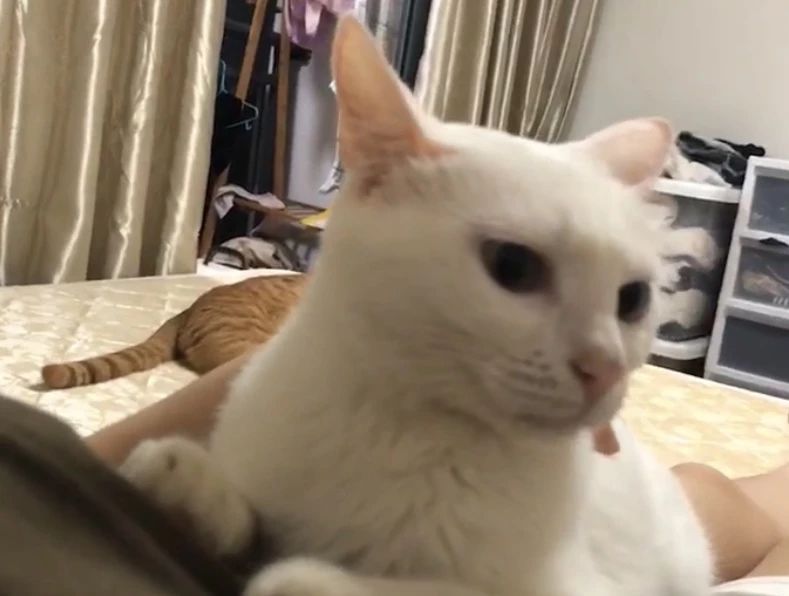 猫咪可以缓解焦虑抑郁吗,猫也会焦虑型依恋吗