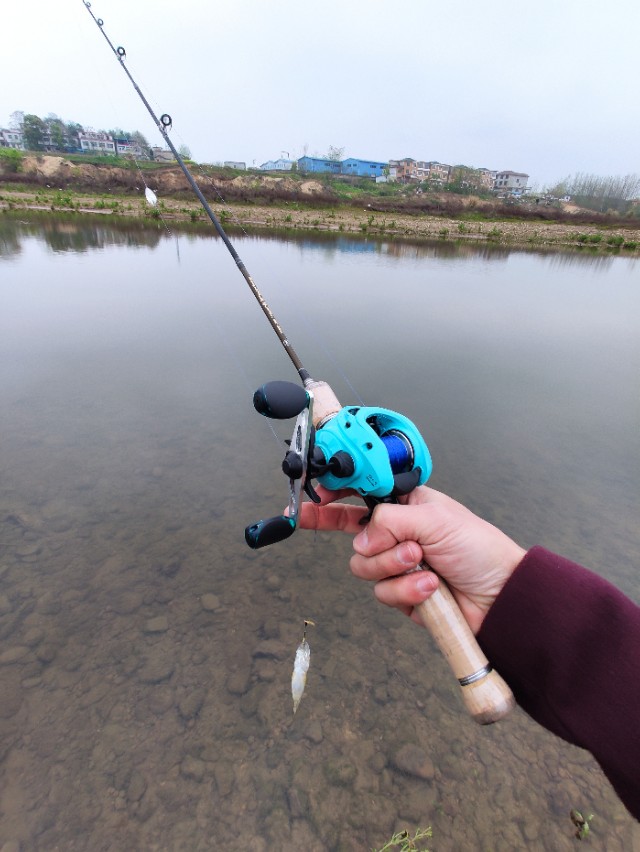 路亚白条冬天马口在浅水还是深水,微物路亚实战钓白条