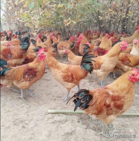 鸡感染霉菌有什么后果,鸡绦虫感染有什么症状