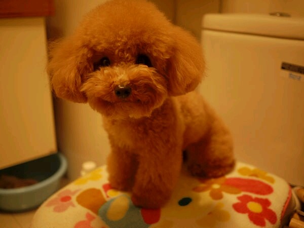 怎么养出健康的泰迪犬幼犬,泰迪小犬怎么养好看又简单