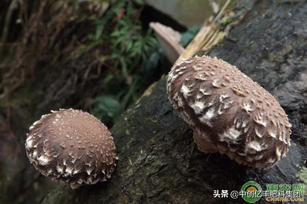 香菇虫害,香菇病虫害主要有哪些