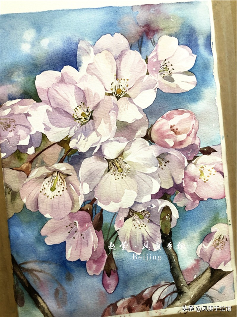 美丽的水彩樱花,水彩樱花图