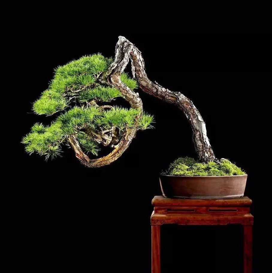 黑松苗临水式造型 (临水黑松苗)