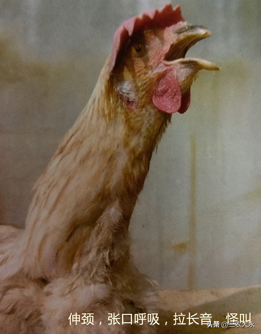 鸡张嘴呼吸最佳治疗方法,鸡喘气呼噜呼噜的是怎么回事