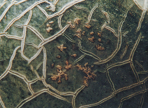 甜瓜细菌性果斑病怎么治疗,甜瓜细菌性叶斑病症状