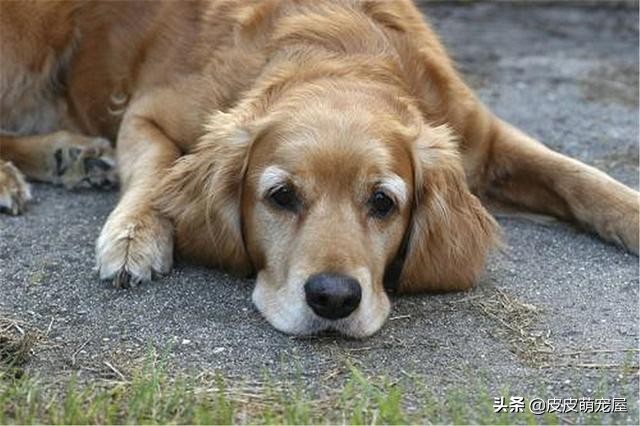 新到家的狗狗可以吃狗粮和喝水吗,纠正狗狗挑食只能喂狗粮吗