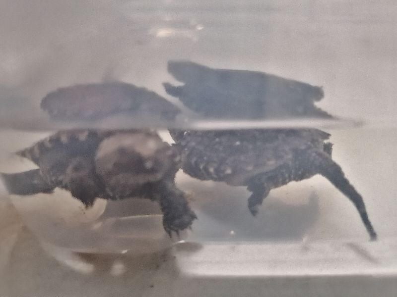 佛鳄饲养注意事项,佛鳄龟养殖技术及管理