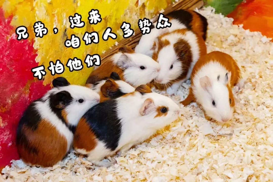 39.9元羊驼,羊驼门票抖音团购