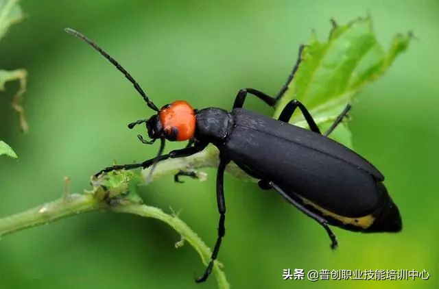 种菜防治病虫害最简单方法,种菜病虫害图片大全