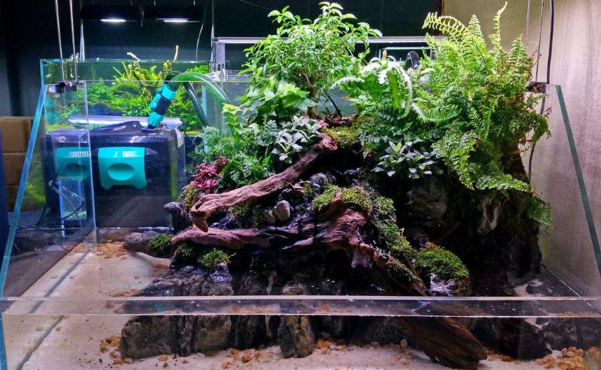 黄头龟如何养,黄头侧颈龟怎么养鱼缸里