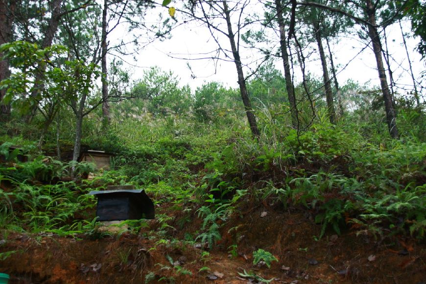 蜜蜂喜欢在什么样的地方居住,蜜蜂一般在野外哪些地方