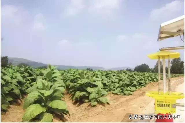 许昌襄县烟叶烘烤基地,河南许昌襄城县烟叶基地