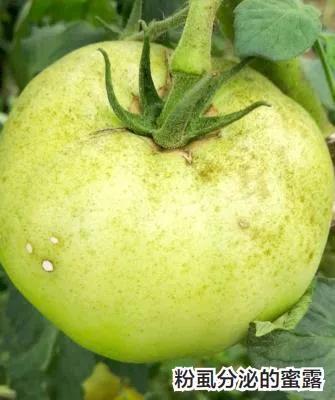 蚜虫粉虱,抗性粉虱蓟马蚜虫该怎么打呢