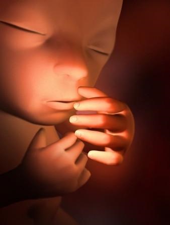 胎儿发育全过程标本,是否能看到胎儿的发育过程