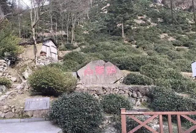 中国十大名茶冲泡图解值得收藏,值得收藏的中国名茶