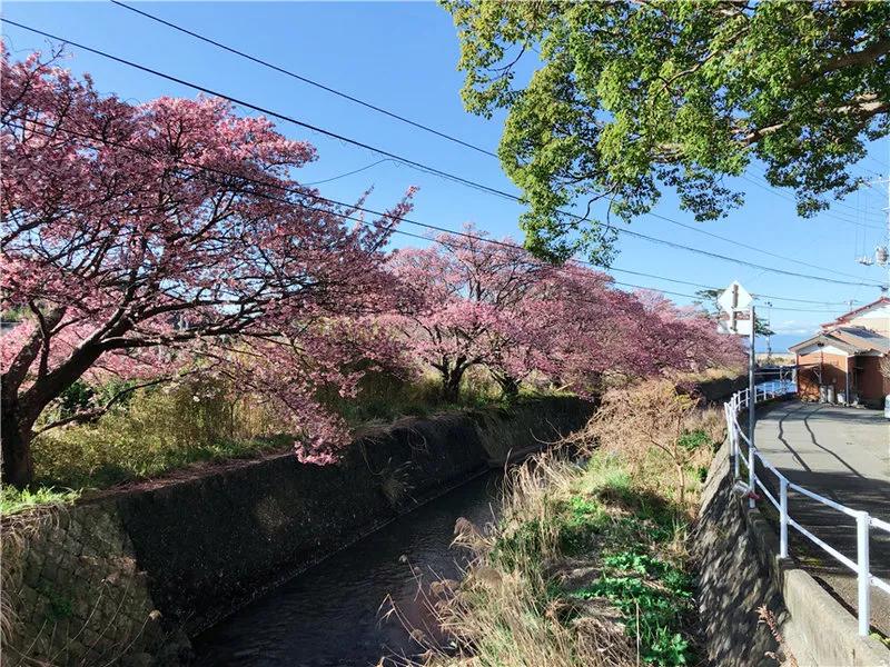 去日本买口罩要注意什么,在日本应该买什么口罩