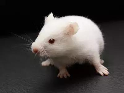 仓鼠种类大仓鼠,仓鼠的详细资料仓鼠的种类