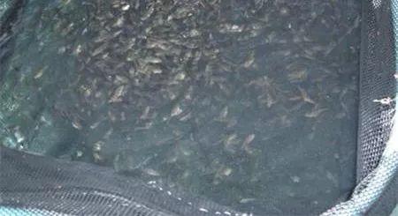 石斑鱼身上的硬的黑点怎么处理,怎么防止石斑鱼黑身