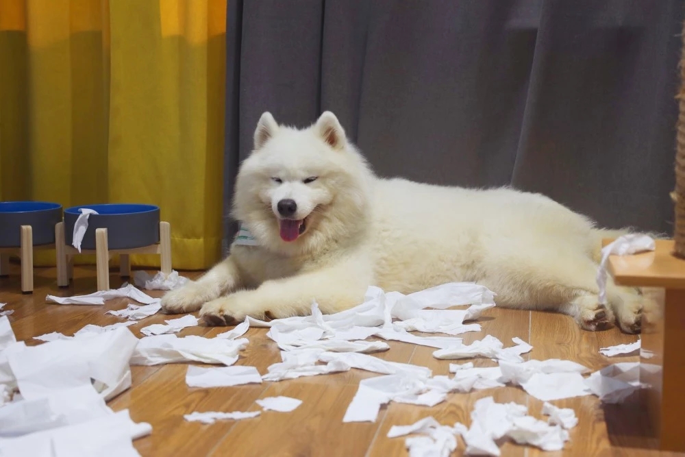 萨摩耶犬，用微笑天使的面孔，掩盖着它捣蛋魔鬼的心