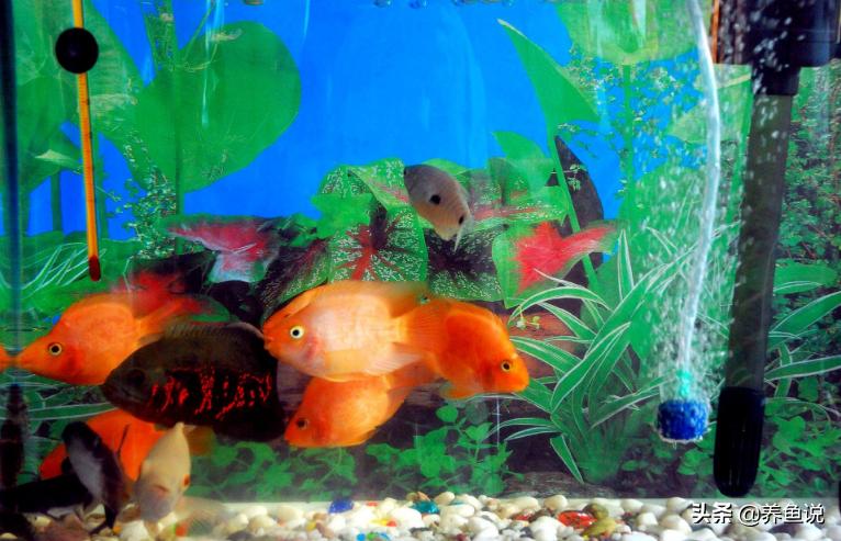 朋友,你养的观赏鱼死了之后会如何处理呢?是否和我一样这么处理