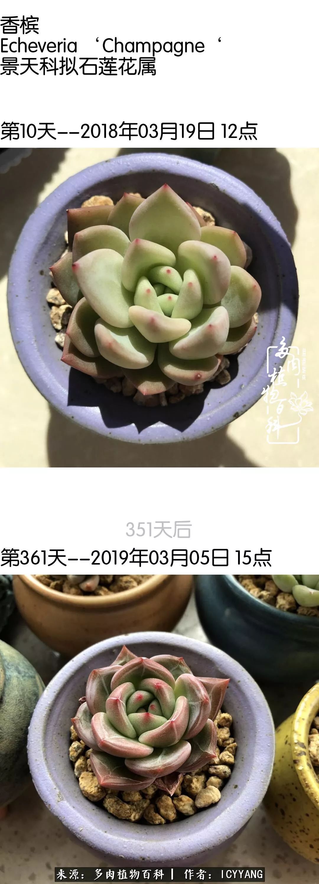 室内阳台多肉的养护方法,景天多肉养护