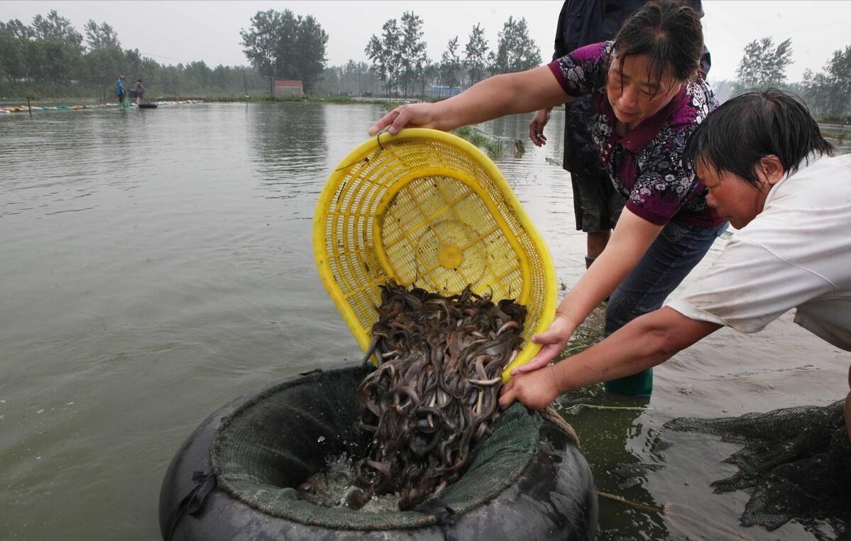 泥鳅养殖致富案例,80后小伙返乡养泥鳅