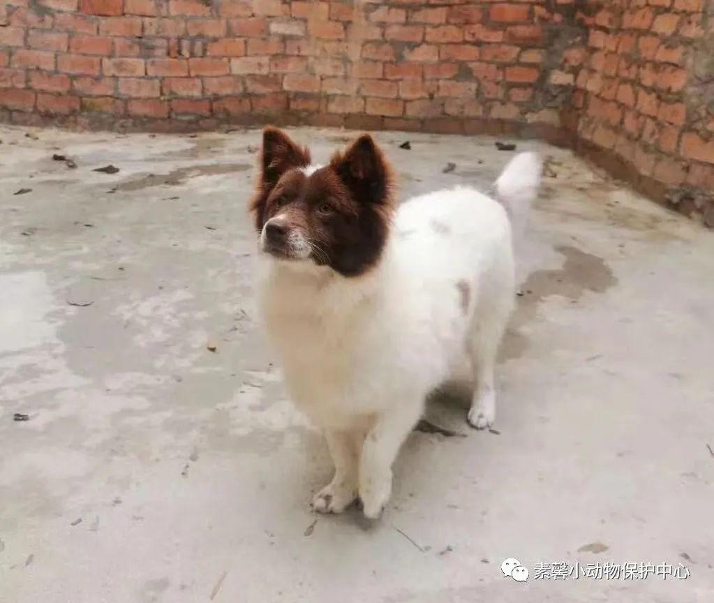 领养代替购买|2021年6月份福州线上宠物领养活动