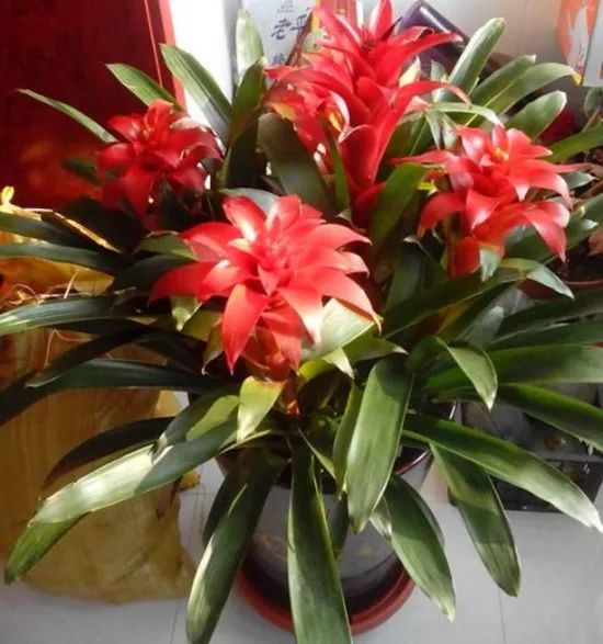 鸿运当头叶子发黄怎么回事,鸿运当头叶子发黄了什么原因