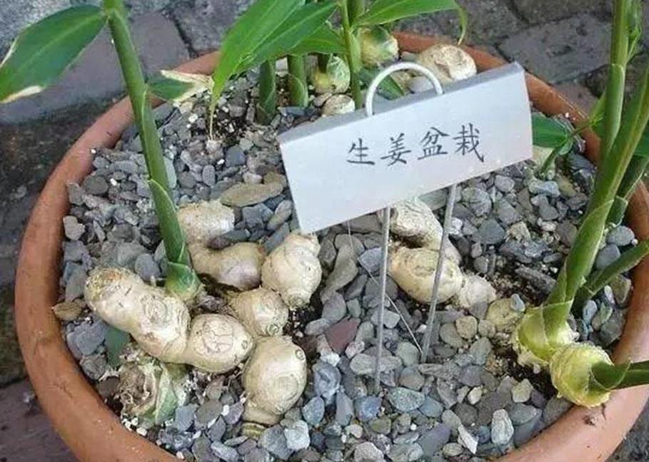 生姜成长记第二季,生姜成长过程步骤图