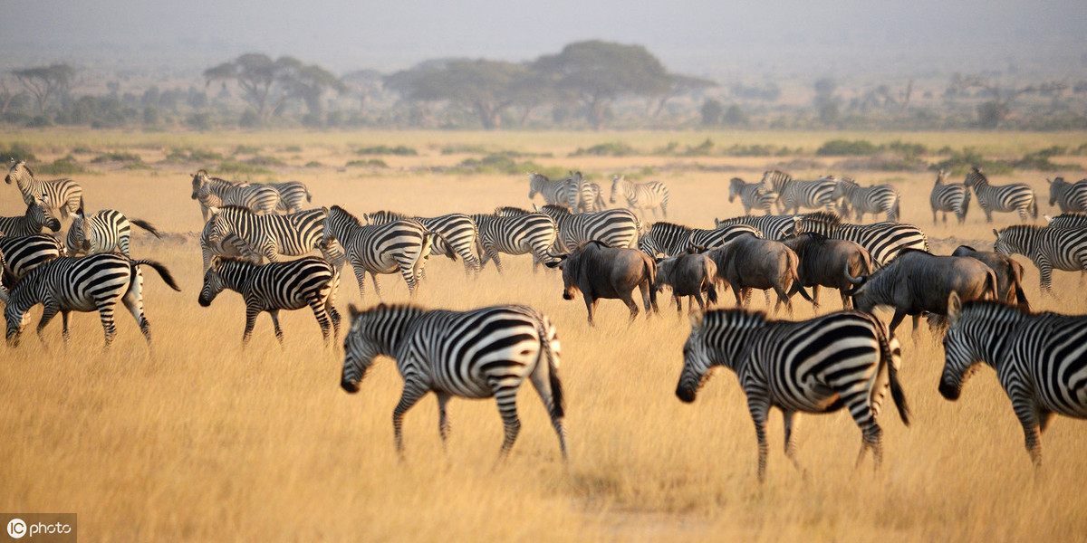 斑马斑马你不要睡着啦什么意思,斑马斑马你不要睡着啦是什么意思