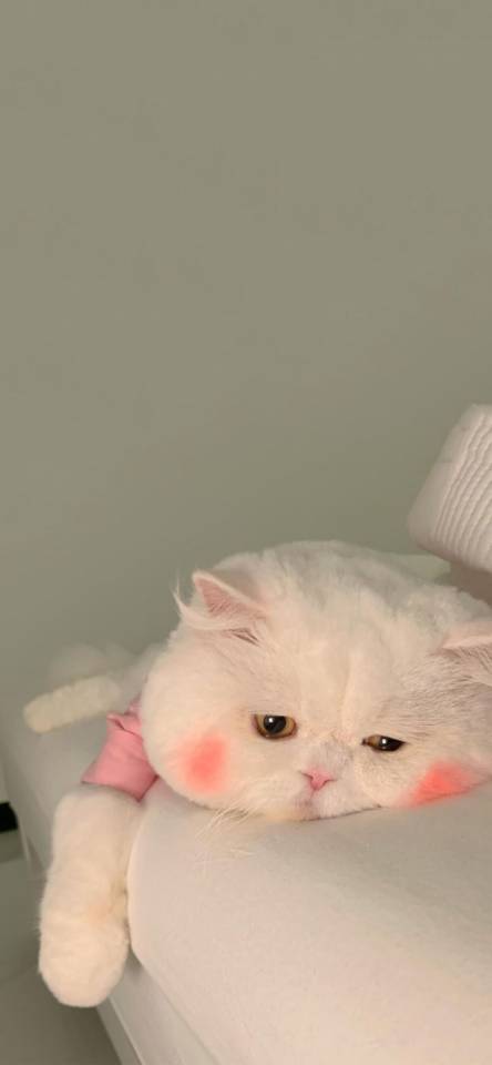 高质量vx朋友圈背景图片,vx聊天背景左绿右白