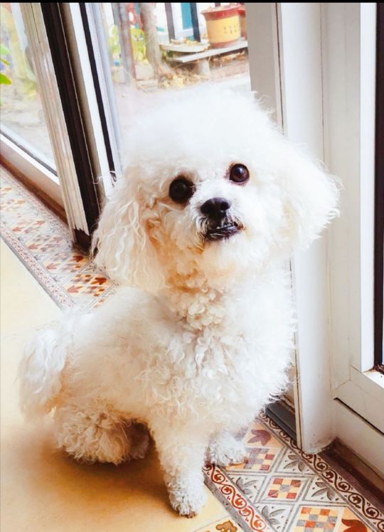 家养小狗豆豆,小狗叫豆豆的特别多