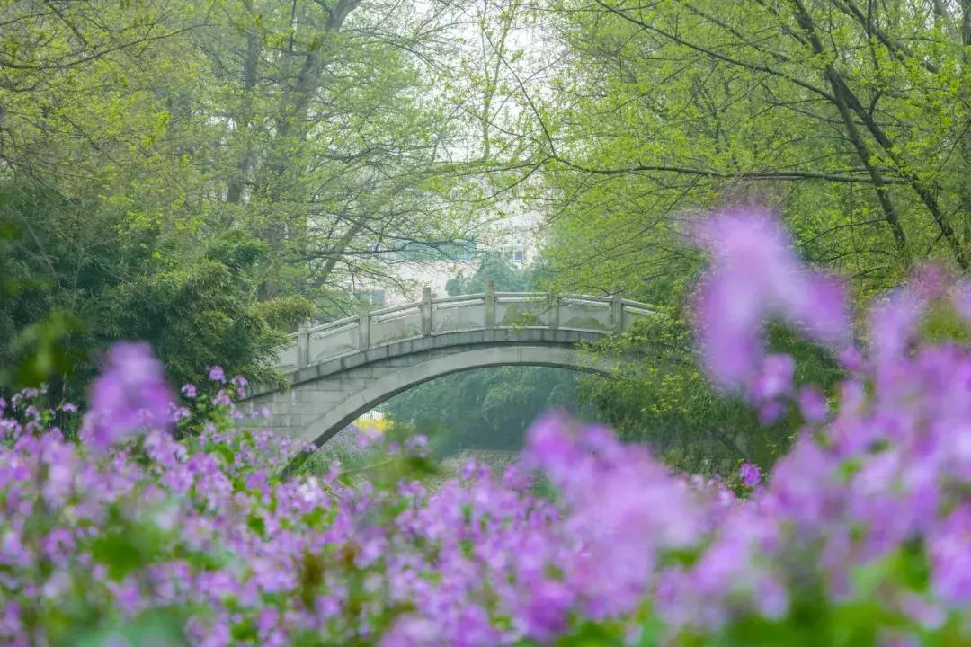 南京的大学学校面积,南京的大学有哪些