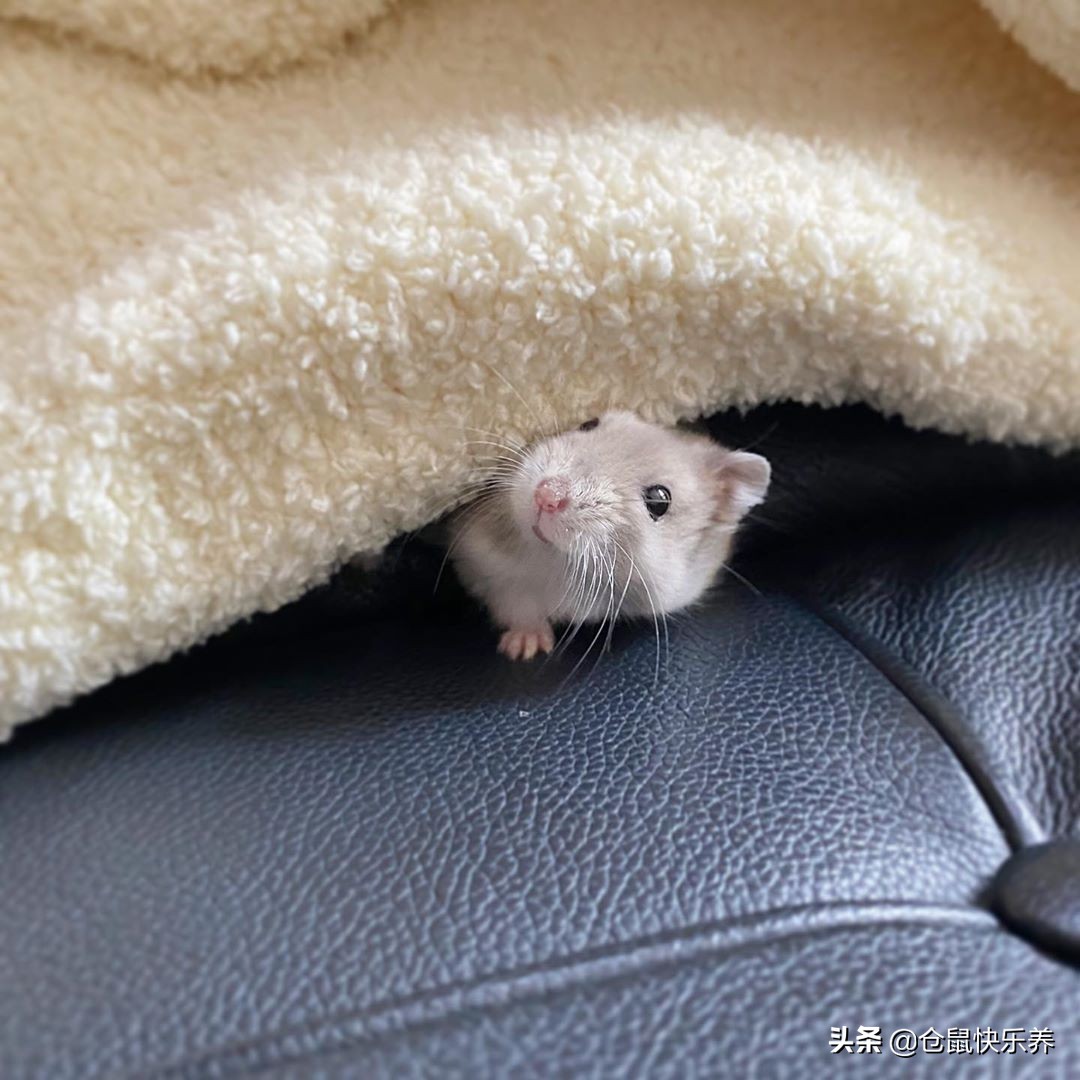 仓鼠什么时候才能住凉快的小窝,仓鼠冬天需要一个温暖的窝吗