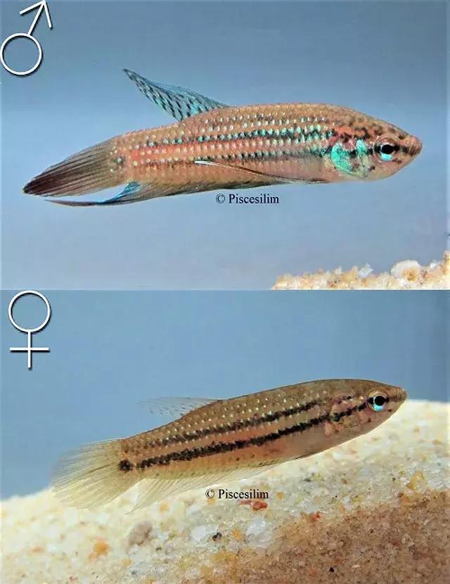 原生资讯｜和平与战争的使者-英贝利斯斗鱼