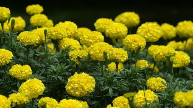 十二星座巨蟹和天蝎兄弟情,天蝎男在十二星座里的排名