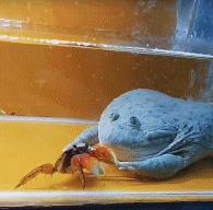 裁判，是他故意撞倒我的！搞笑动图