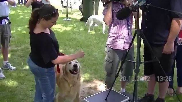 吉尼斯记录体型最大的狗,吉尼斯世界纪录最大的狗狗